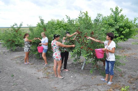 Богатый урожай вишни в ООО "Бионика" 